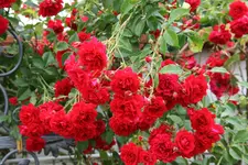 Rose Heinfels0916.webp