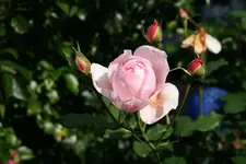 Rose Heritage 0117.jpg
