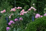 Rose Hyde Hall0417.jpg