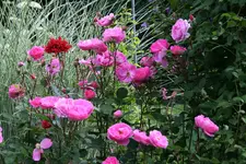 Rose John Clare0216.jpg