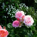 IMG_8277.JPG