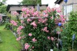 Rose Juanita0717.jpg
