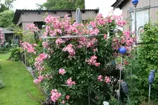 Rose Juanita0717.webp