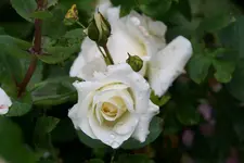 Rose Kosmos0116.webp