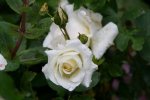 Rose Kosmos0116.jpg