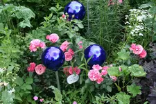 Rose Leonardo da Vinci0217.webp