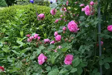 Rose Louise Odier0716.webp