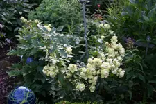 Rose Lovley Green0217.webp