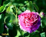 IMG_2546.JPG