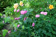 IMG_2935.JPG