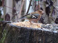 P1030580.webp
