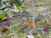 P1080666Rotkehlchen.webp