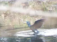 P1080638Kormoran.webp