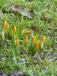 P1080655Krokus orange.jpg