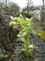P1080663Nieswurz.webp