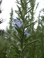 P1080659Rosmarin.webp