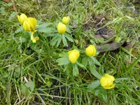 P1080656Winterlinge.webp