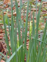 P1080648Narzissen.webp