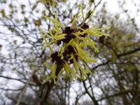 P1080694Zaubernuss.jpg