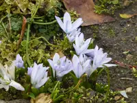 P1080689Scilla Mischtschenkoana.webp