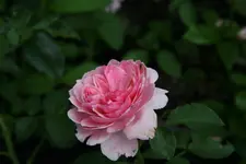 Rose Mark0217.webp