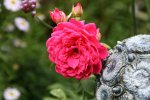 Rose Mark0417.jpg