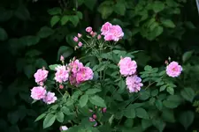 Rose Mistress Qickly0217.webp