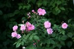 Rose Mistress Qickly0217.jpg