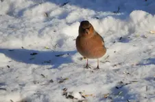 DSCN0413.webp DSCN0413.webp