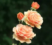 IMG_3504.JPG