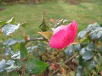 IMG_7252.webp