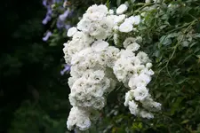 Rose Meidiland Alba0116.webp