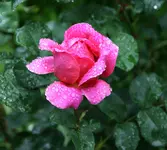 Rose Othello0315.webp