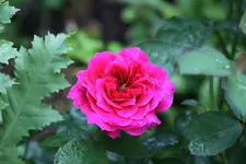 Rose Portmerian0115.webp