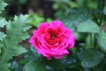 Rose Portmerian0115.jpg