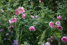 Rose Hyde Hall0115.webp