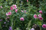 Rose Hyde Hall0115.jpg