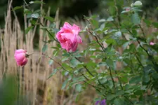 Rose Hyde Hall0415.webp