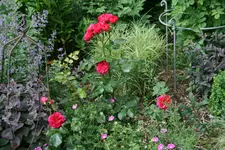 Rose Red Leonardo da Vinci 0317.webp