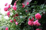 Rose Rosarium Uetersen0115.jpg