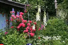Rose Rosarium Uetersen0616.jpg