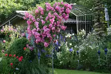 Rose Super Dorothy0216.webp