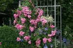 Rose Super Dorothy0517.jpg