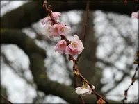 c019.webp