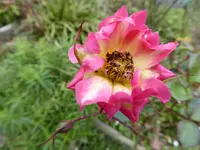 P1020870.webp