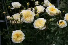 Rose The Pilgrim0716.webp