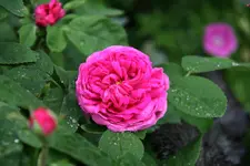 Rose Rose de Resht0115.webp