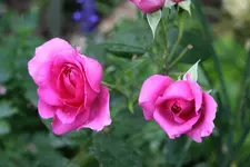 Rose Wise Portia0115.webp