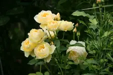 Rose Graham Thomas0513.webp