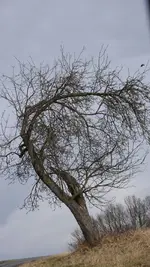 Baum willers.webp
